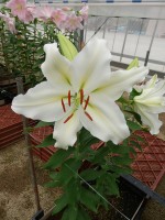 [5520 PO20 OT WIT 11-41-29 No02.JPG]